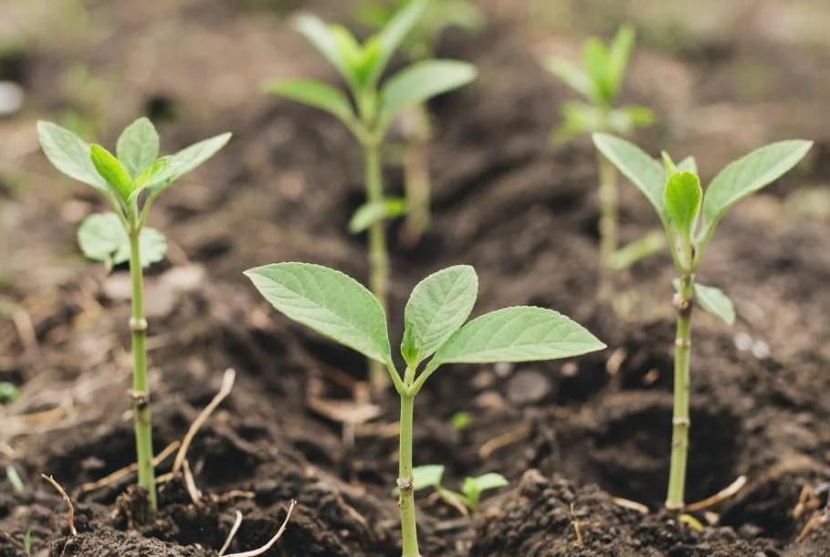 Калужанка рассказала о брошенных саженцах на аллее Платова