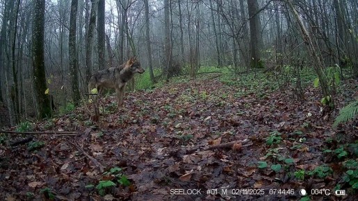 Фотоловушка зафиксировала волков в калужском заповеднике