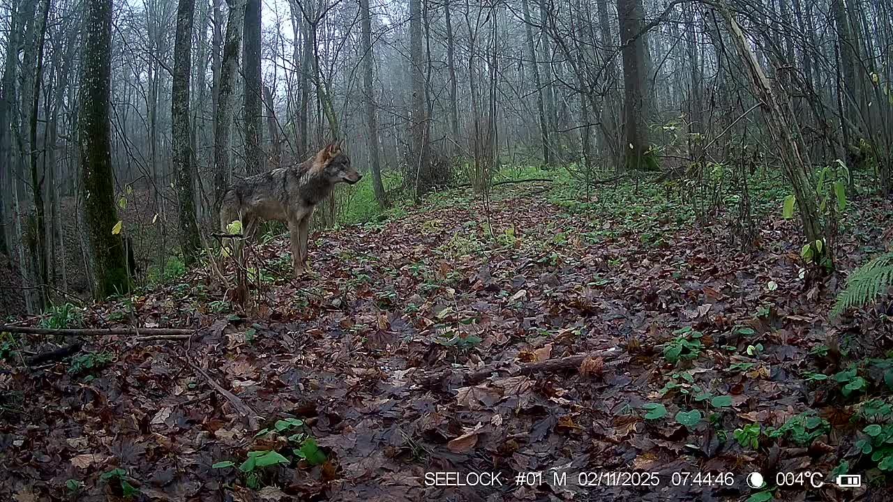 Фотоловушка зафиксировала волков в калужском заповеднике