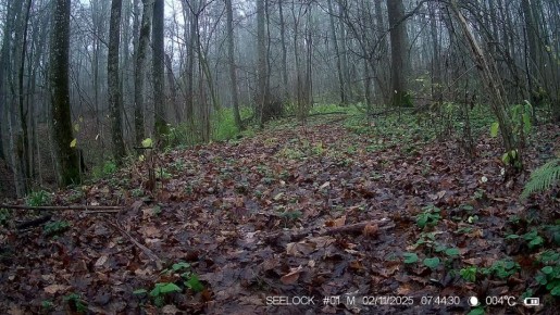 Волки замечены в калужском лесу