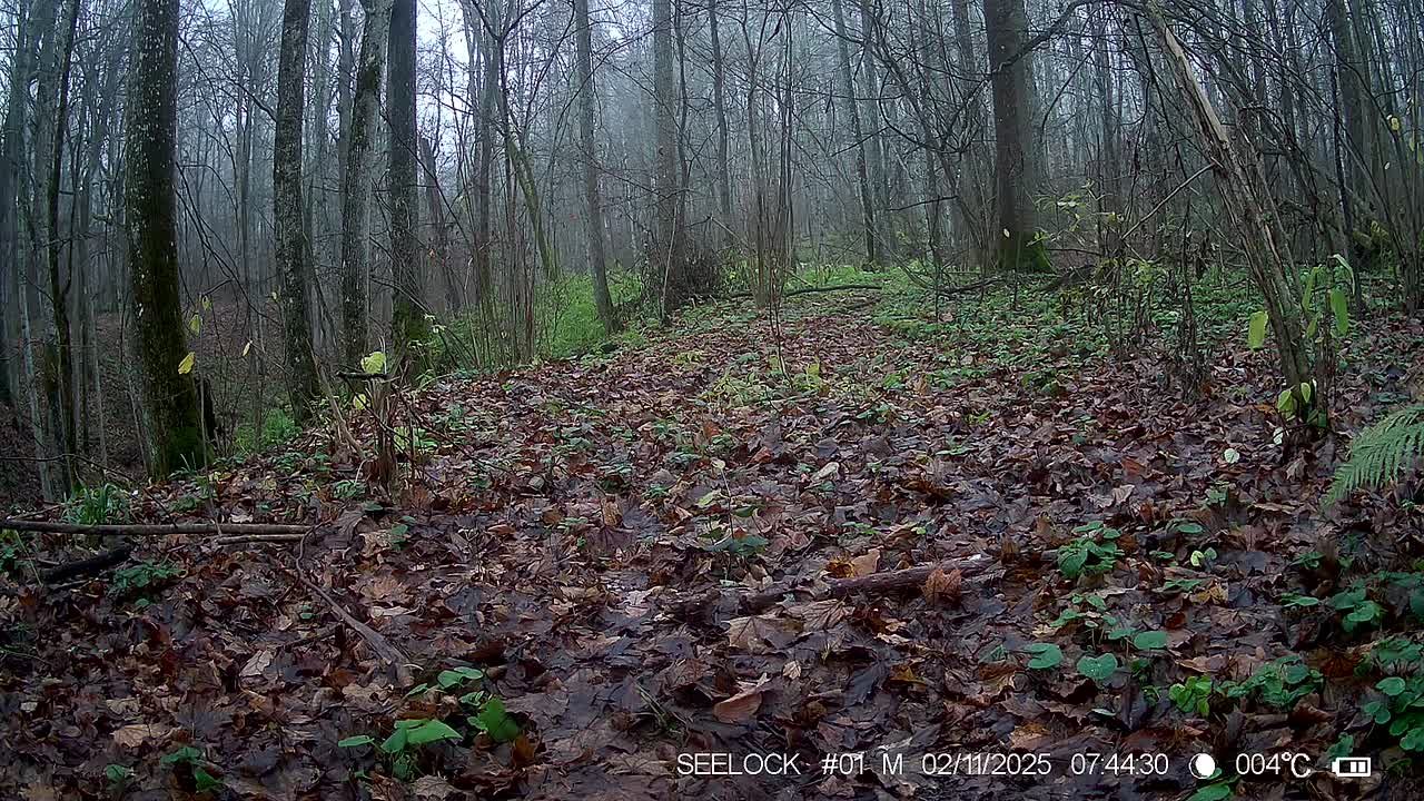 Волки замечены в калужском лесу