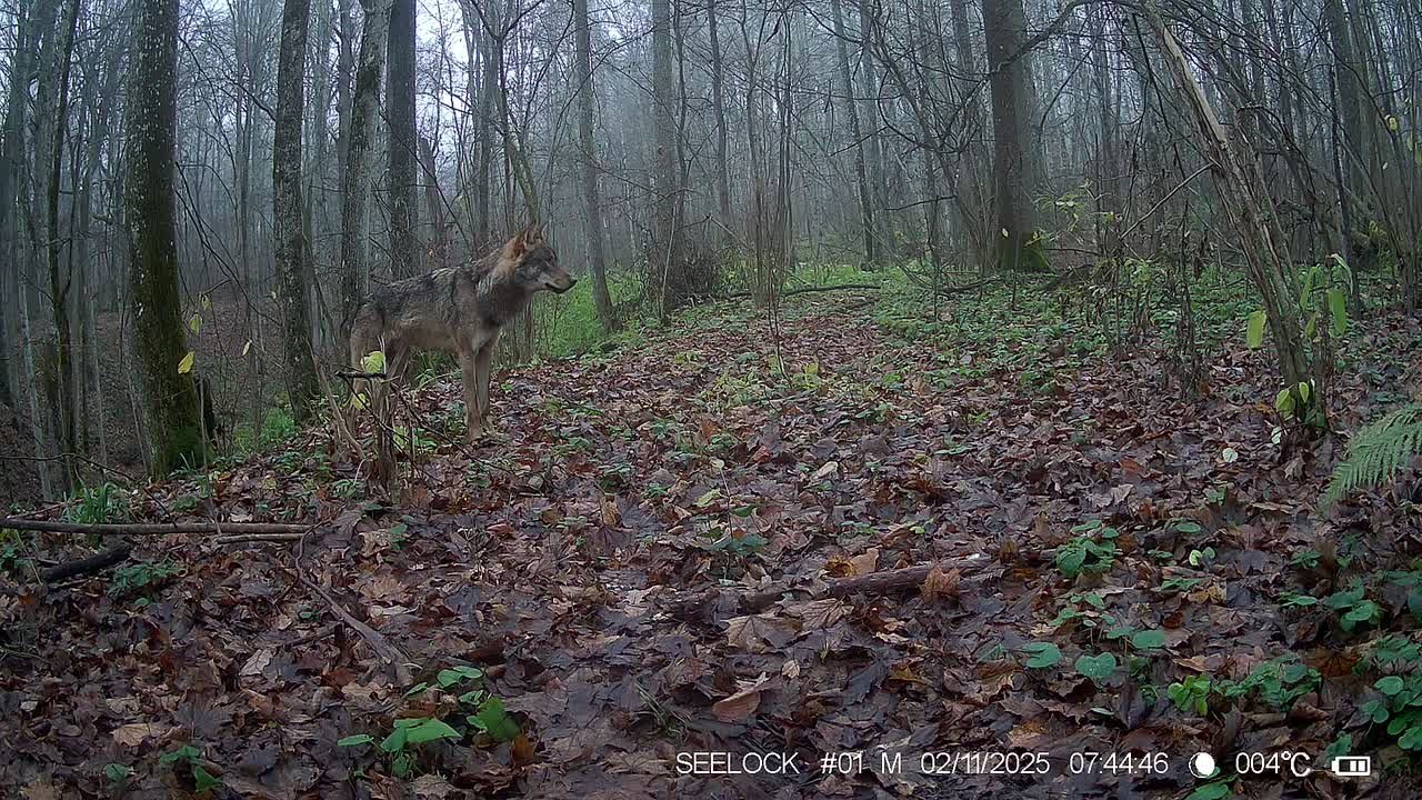 Волков сняли на видео в калужском лесу
