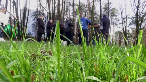 Весной на Терепце зацветет «русская сакура»