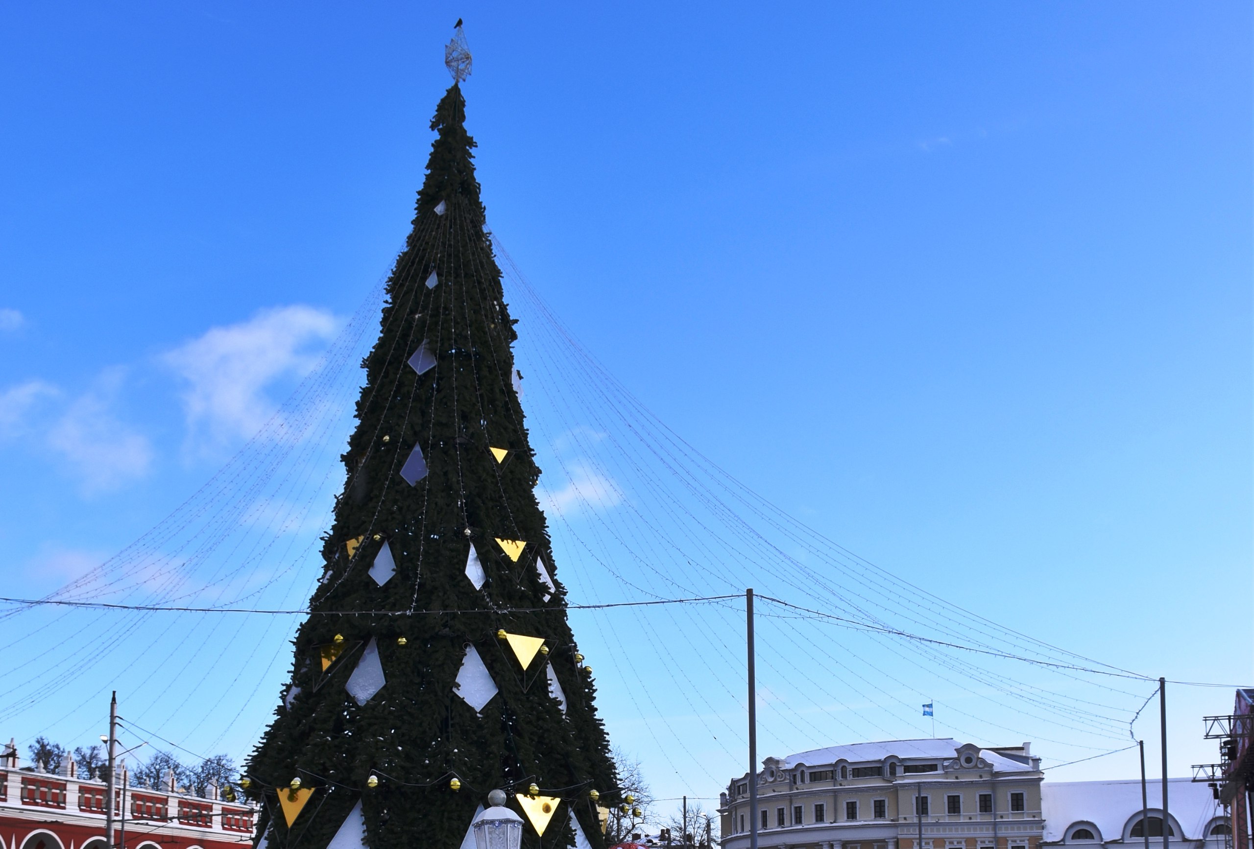 В Калуге установят 33 новогодние ели в разных районах города