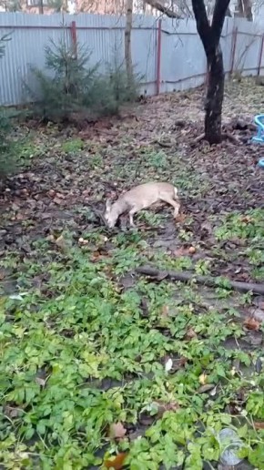 В центре Калуги нашли раненую косулю