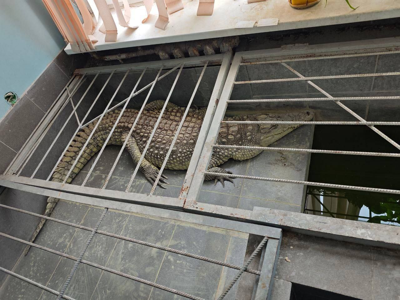 Крокодил Глафира может погибнуть от холода