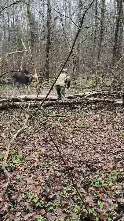 Лося спасли из ловушки с помощью болгарки