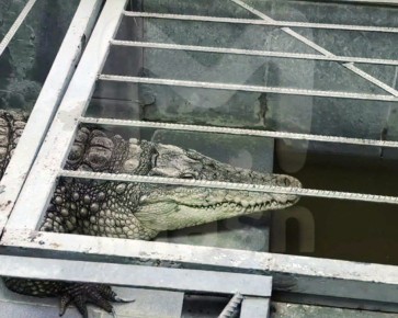 Крокодилу в обнинской телекомпании грозит гибель от переохлаждения