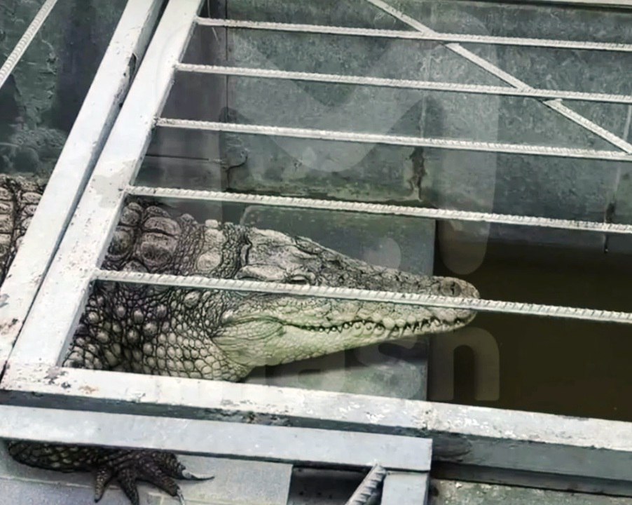 Крокодилу в обнинской телекомпании грозит гибель от переохлаждения