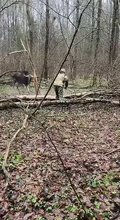 Запутавшегося в проволоку лося спасли в Калужской области