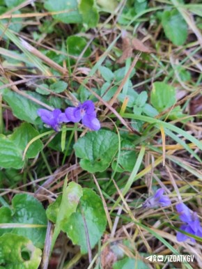 В Тарусе цветут фиалки. Фиалка душистая считается ранневесенним цветком