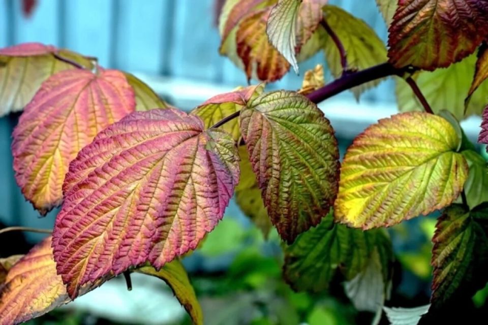 ������ � ������������ ������� ������� ������� ��������