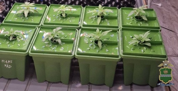 Калужская полиция изъяла у наркодельцов 140 кустов конопли, выращиваемой для дальнейшей продажи