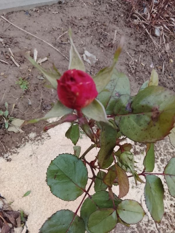 ����� � ������ �� ���������