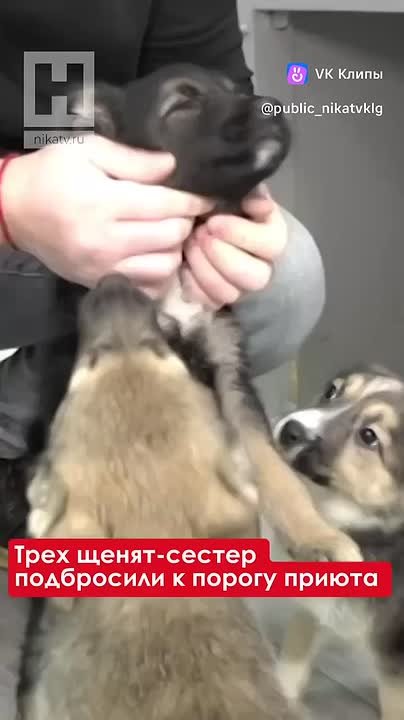 Дмитрий Денисов: Друзья, трое щенков ищут надёжных хозяев