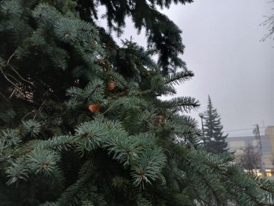 В воскресенье в Калужской области ожидается пасмурная погода без осадков