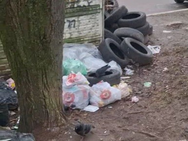 В Калуге из-за свалки появились крысы на Белокирпичной