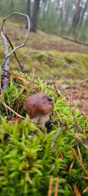 В лесах Калужской области в начале декабря продолжают собирать грибы