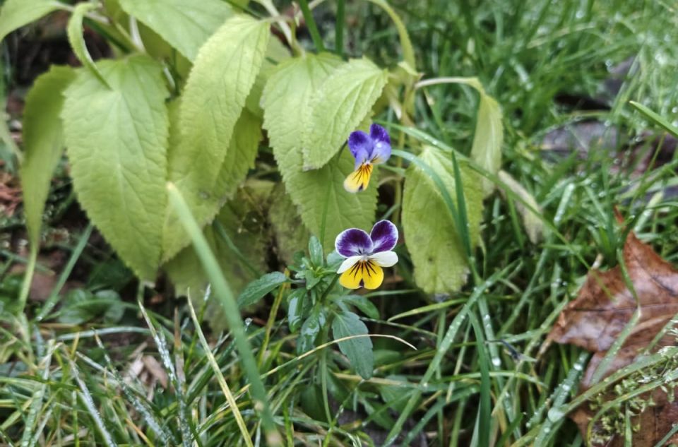 � �������� ������� ������ ������� � �������