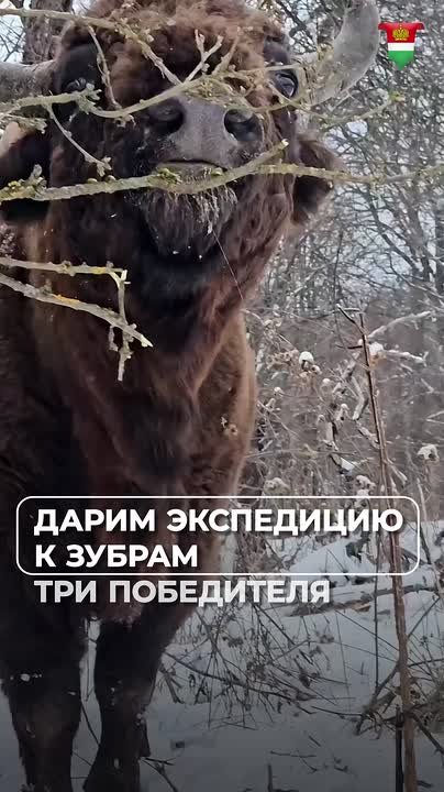 Дарим билеты в гости к зубрам!