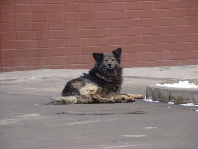 Хозяин собаки заплатит 100 тысяч покусанному ребенку