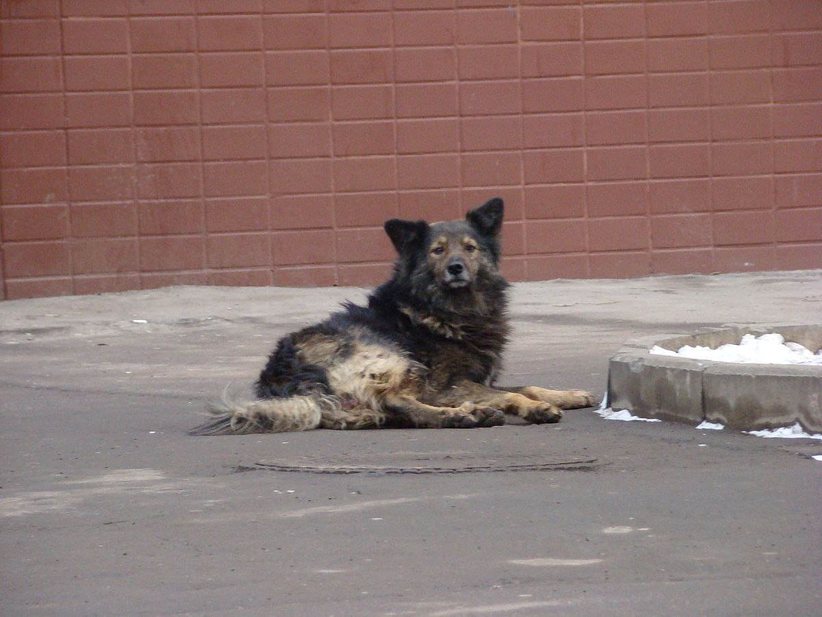 Хозяин собаки заплатит 100 тысяч покусанному ребенку