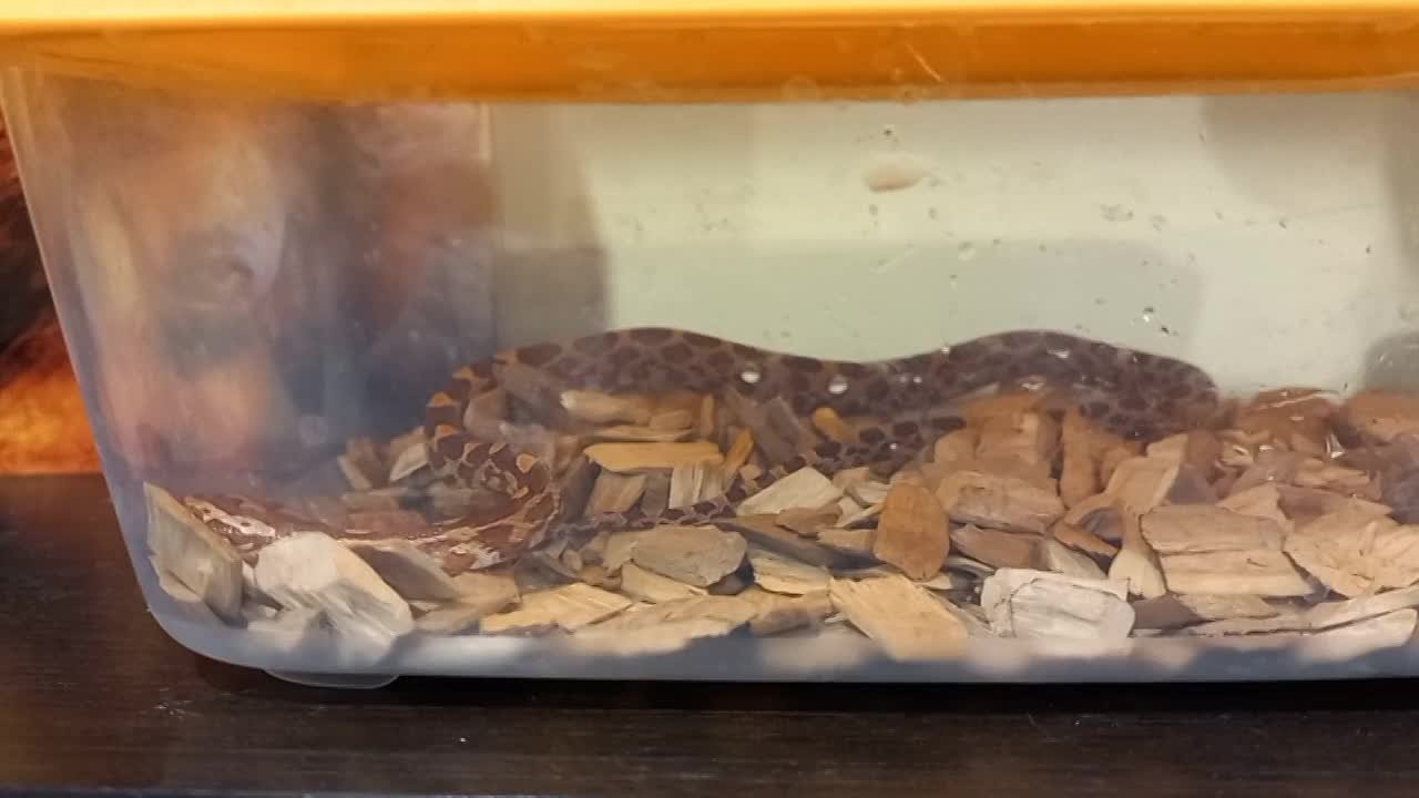 Змея пробралась в квартиру калужанки