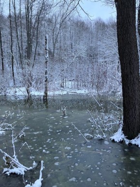 Зима вступает в свои права в калужском заповеднике