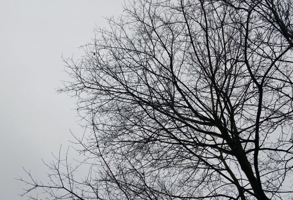 � ��������� ������ ������� ���� �������� ���� � ����������