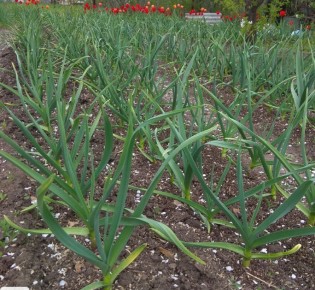 Как обеспечить здоровый и вкусный урожай лука и чеснока в конце сезона