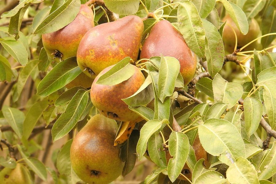 ��� ��������� ���������� ����� ������ ��� �������� �������