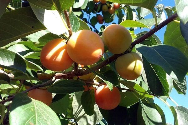 ����� ����: ��������� ����� ��� ��������� � �������� ������������