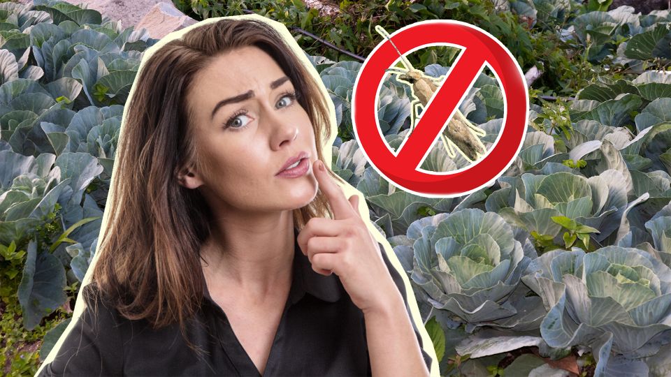 ��� ��� ���������� �� ��������� ����: �������� �������� ������ ������