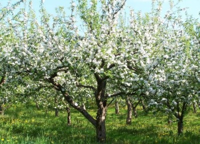 Как правильно создать идеальный фруктовый сад