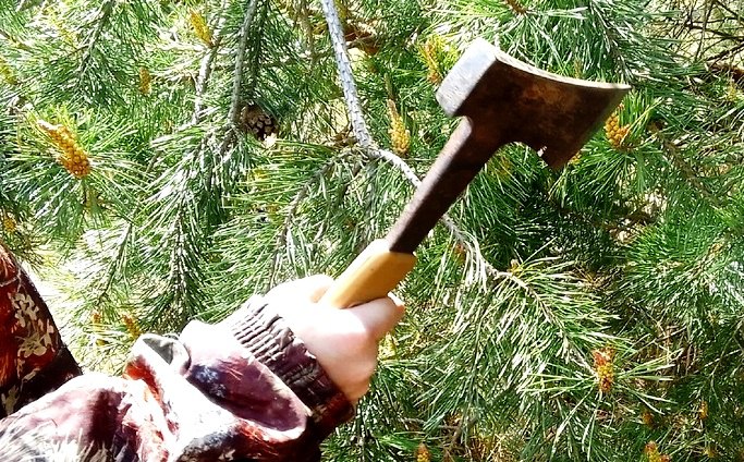 В Калужской области усилили охрану лесов перед Новым годом