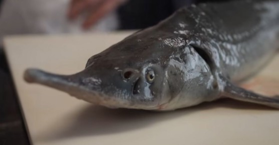 Двое мужчин пытались вынести живого осетра из обнинского супермаркета