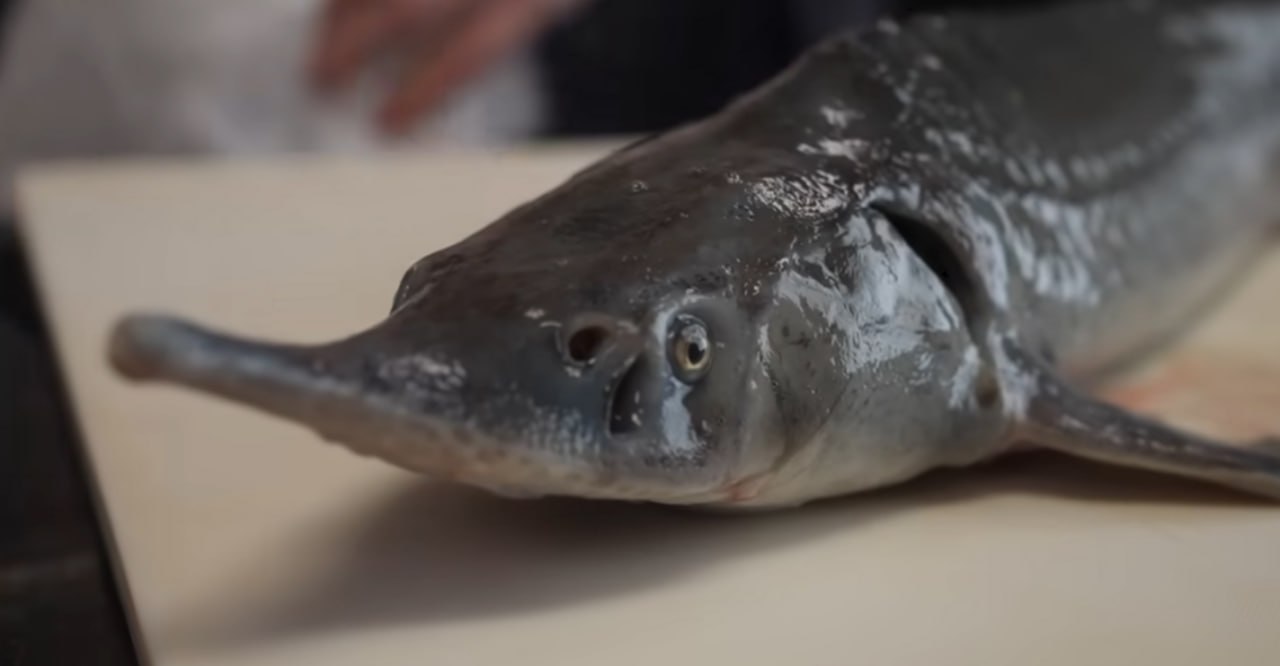 Двое мужчин пытались вынести живого осетра из обнинского супермаркета