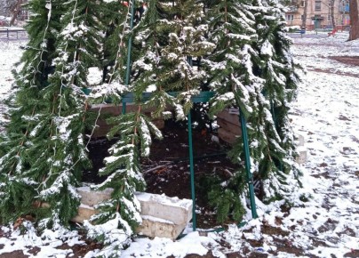 Жительница Калуги пожаловалась на опасную ёлку в своём посёлке