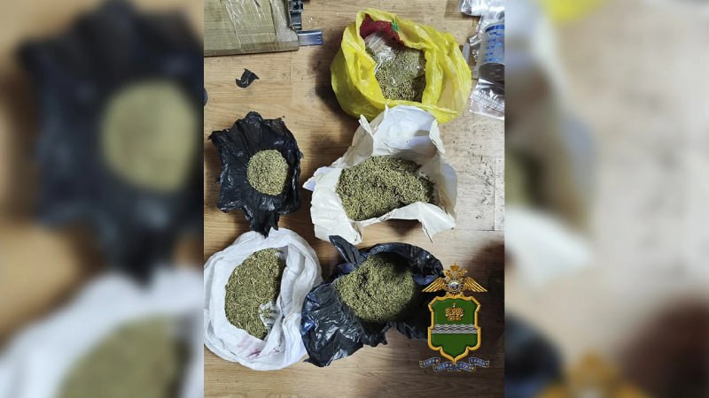 В Калуге владельца фермы по выращиванию конопли ждет суд