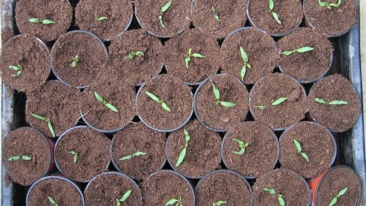 ������� ����������� �������: ������������