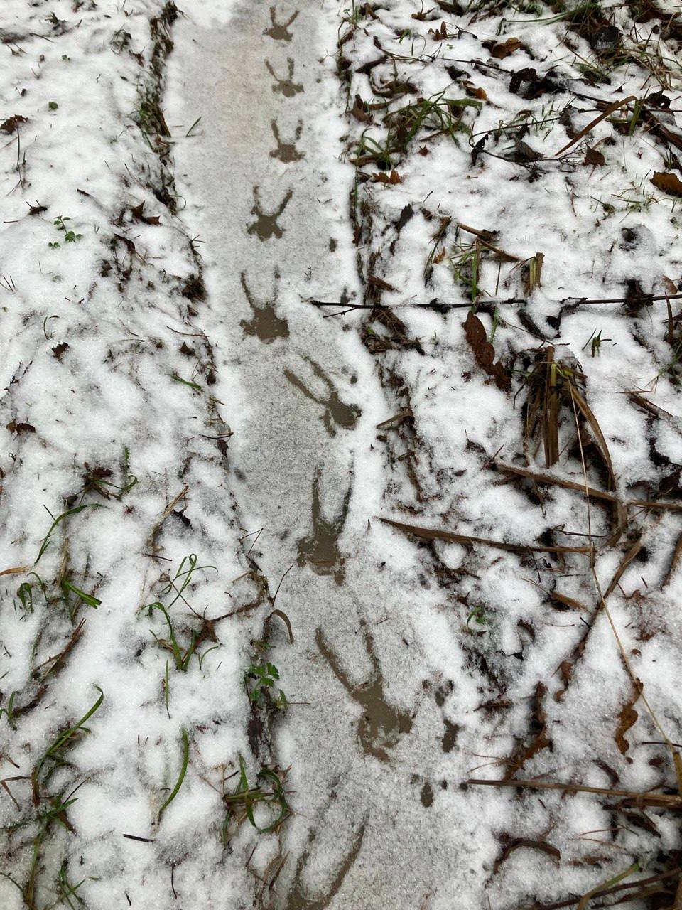 Аномальная погода разбудила лягушку в Калужских засеках