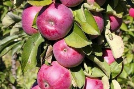 Яблоня Есения: маленькие деревья с большими плодами