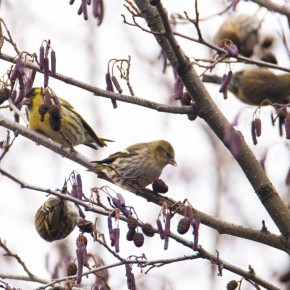 ��������� ��������� � ������������� ������������� ���� �����