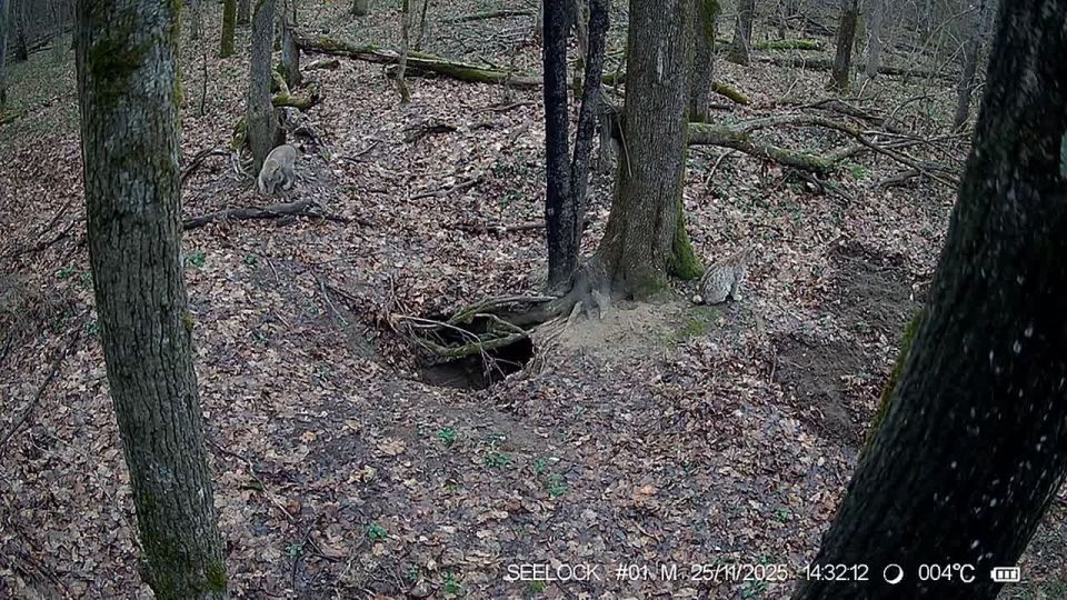 ����������� ������������� ����� � ��������� �����������