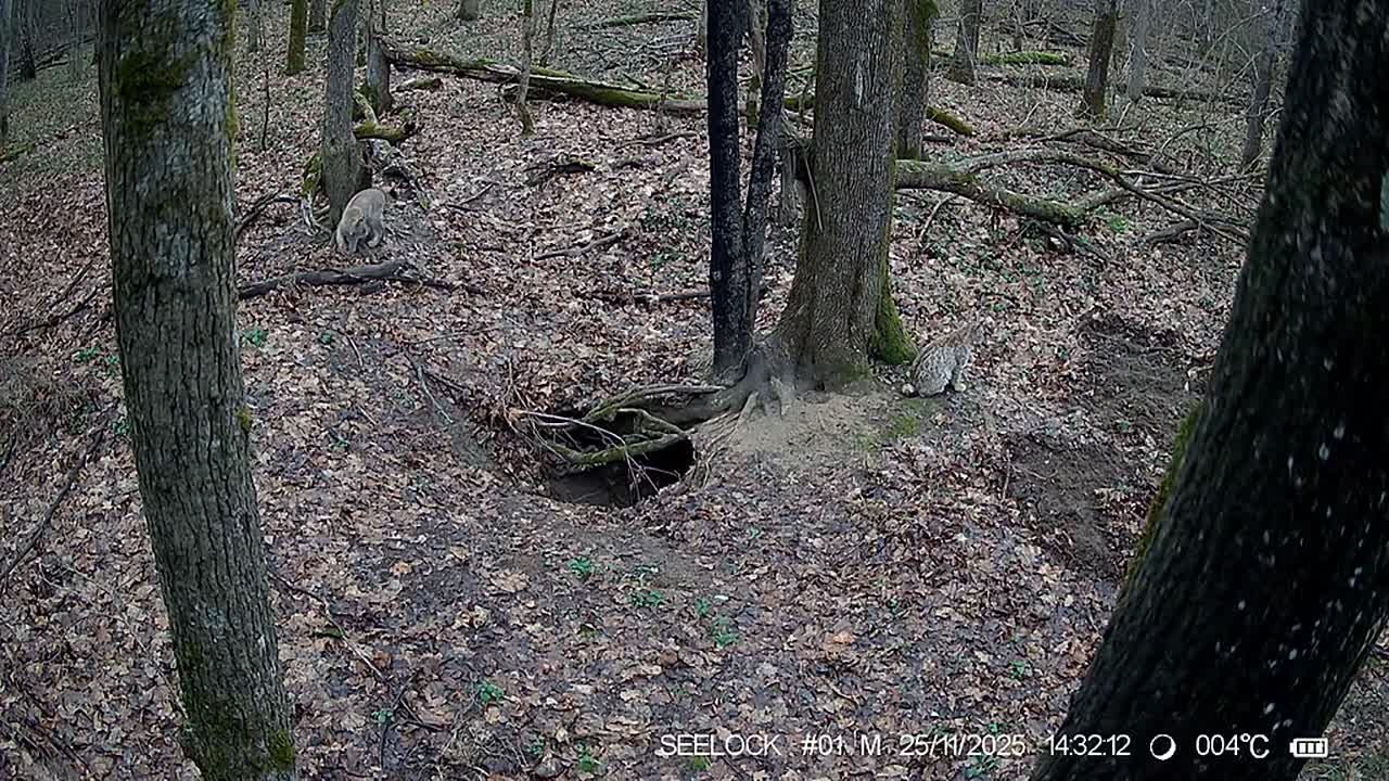 Фотоловушка зафиксировала рысят в калужском заповеднике
