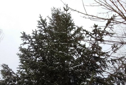 ���������������� ������� ���������� ��� ����� ��� ��������� ��������