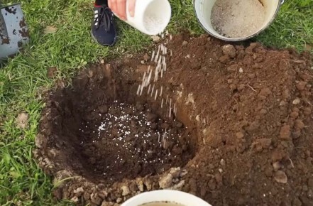 Почему стоит отказаться от обрезки саженцев при посадке: неожиданные результаты исследований