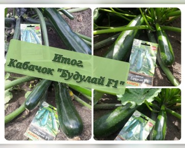 Кабачок 'Будулай': рекорды урожайности и необычные качества