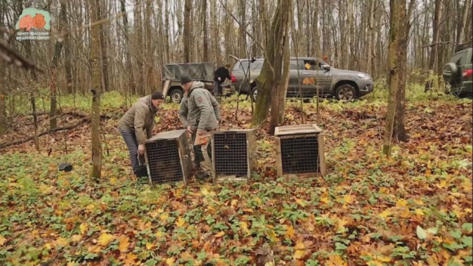 Три калужских медвежонка-сироты вернулись в дикую природу