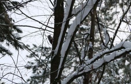 ��������� ������������ ��������� ����� � ��������� ������ � ��������� �������